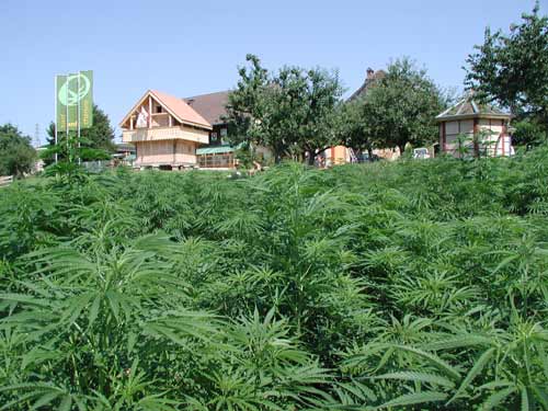 Cannapa info italiano